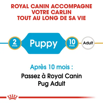 ROYAL CANIN accompagne votre carlin tout au long de sa vie. Puppy 2 mois à 10 mois, puis passer à Royal Canin Pug Adult après 10 mois.