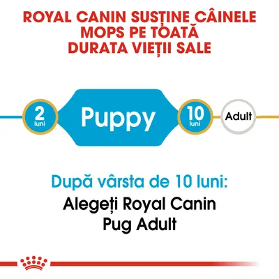 ROYAL CANIN susține câinele Mops pe toată durata vieții sale. Puppy 2 luni–10 luni, Adult. După vârsta de 10 luni: Alegeți Royal Canin Pug Adult.