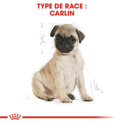 Texte visible : TYPE DE RACE : CARLIN, illustration d’un chiot carlin assis, logo Royal Canin en bas de l’image.