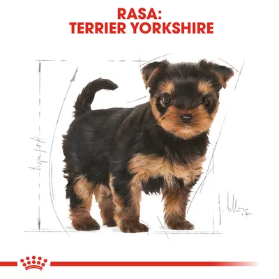 Text vizibil: RASA: TERRIER YORKSHIRE. Imagine cu un cățel Terrier Yorkshire pe fundal alb, schiță stilizată în jurul animalului.