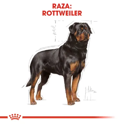 Ilustración de un perro con el texto visible: Raza: Rottweiler. Fondo blanco, líneas de referencia alrededor del perro.