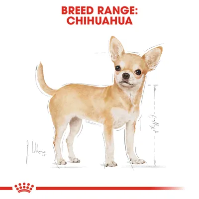 Rotupiirros, teksti BREED RANGE: CHIHUAHUA ylhäällä. Kuvassa chihuahuan ääriviivat ja mittaviivoja koiran korkeuden osoittamiseksi.
