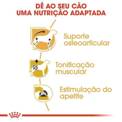 Dê ao seu cão uma nutrição adaptada: suporte osteoarticular, tonificação muscular, estimulação do apetite.