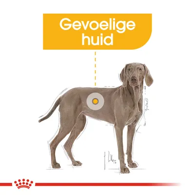Illustratie van een hond met tekst 'Gevoelige huid' en markering op de vacht, gericht op producten voor honden met een gevoelige huid.