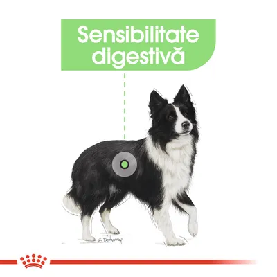 Text vizibil: Sensibilitate digestivă, imagine cu un câine alb-negru și un marcaj pe abdomen.