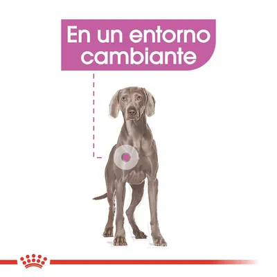 Texto: En un entorno cambiante. Imagen de un perro con un círculo resaltado en el pecho y gráfico de línea punteada. Marca Royal Canin visible en la parte inferior.