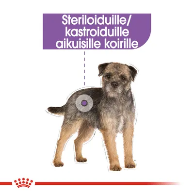 Steriloiduille/kastroiduille aikuisille koirille