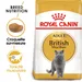 Royal Canin British Shorthair Adult pour chat