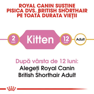 Royal Canin susține pisica dvs. British Shorthair pe toată durata vieții. Kitten 2–12 luni. După vârsta de 12 luni: Alegeți Royal Canin British Shorthair Adult.