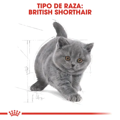 Texto: TIPO DE RAZA: BRITISH SHORTHAIR. Imagen de un gato gris de raza British Shorthair caminando hacia adelante.