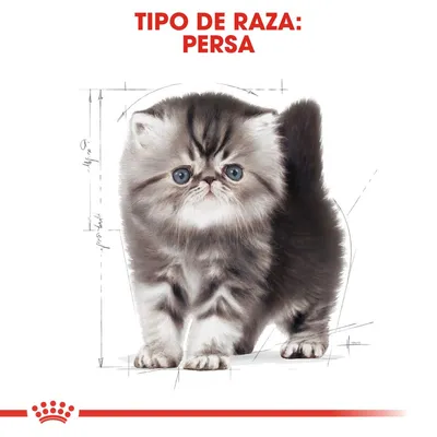 Texto: TIPO DE RAZA: PERSA. Imagen de un gato persa gris con fondo blanco y líneas de boceto. Logotipo de Royal Canin en la parte inferior.