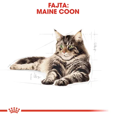 FAJTA: MAINE COON felirat, fekvő Maine Coon macska illusztrációja fehér háttéren, alul piros csíkkal és koronával.