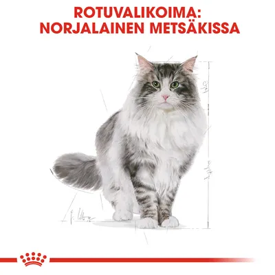 Rotuvalikoima: norjalainen metsäkissa. Kuvassa pitkäkarvainen harmaa-valkoinen kissa, taustalla mittaviivoja ja Royal Canin -koristekuvio alareunassa.