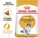 Royal Canin Norwegian Forest Cat Adult
