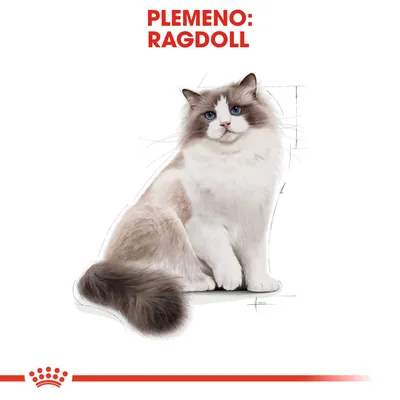 Text: PLEMENO: RAGDOLL. Ilustrácia mačky plemena ragdoll s modrými očami a dlhšou srsťou, bielo-hnedé sfarbenie. Červený pásik so symbolom v spodnej časti.