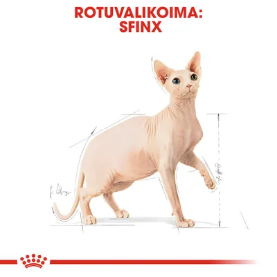 Rotuvalikoima: Sfinx. Kuvassa vaalea sfinx-kissa, taustalla mittaviivoja korostamassa kehon muotoja.