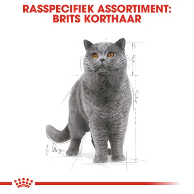 Rasspecifiek assortiment: Brits Korthaar. Afbeelding van een grijze Brits Korthaar kat met rode ogen, staand op witte achtergrond.