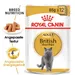 Royal Canin British Shorthair Adult in Sosse