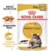 Royal Canin Maine Coon Adult in Sosse