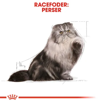 Racefoder: Perser. Illustration af en perserkat med lang pels, sidder og løfter forpote. Rød tekst øverst, rød krone og linje nederst.