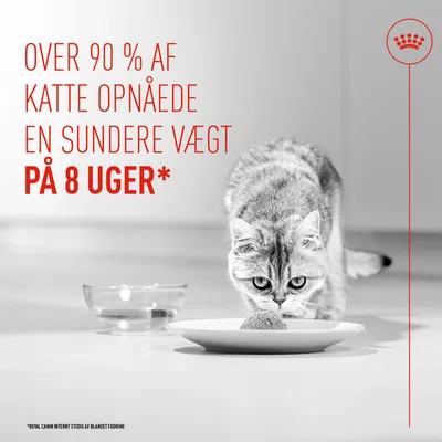 Tekst i billedet: Over 90 % af kattene opnåede en sundere vægt på 8 uger. Henvisning til intern Royal Canin-undersøgelse. Tekst i billedet: Over 90 % af kattene opnåede en sundere vægt på 8 uger. Henvisning til intern Royal Canin-undersøgelse.