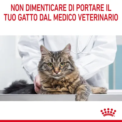 NON DIMENTICARE DI PORTARE IL TUO GATTO DAL MEDICO VETERINARIO