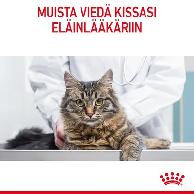 Muista viedä kissasi eläinlääkäriin