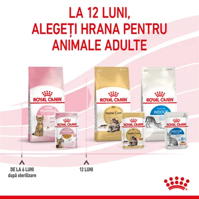 La 12 luni, alegeți hrana pentru animale adulte. Pachete Royal Canin Kitten Sterilised, Maine Coon Adult și Indoor, cu indicații: de la 6 luni după sterilizare, 12 luni.