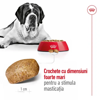 Crochete cu dimensiuni foarte mari pentru a stimula masticația, bol roșu Royal Canin plin cu crochete, câine mare și scară de 1 cm lângă o croșetă.