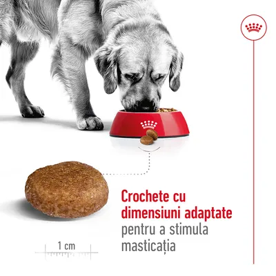 Câine mâncând din bol roșu, crochetă rotundă de 1 cm prezentată separat. Text: Crochete cu dimensiuni adaptate pentru a stimula masticația.