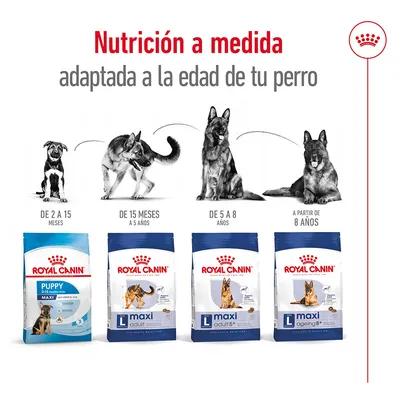 Nutrición a medida adaptada a la edad de tu perro. Royal Canin Puppy Maxi, Maxi Adult, Maxi Adult 5+, Maxi Ageing 8+. De 2 a 15 meses, de 15 meses a 5 años, de 5 a 8 años, a partir de 8 años.