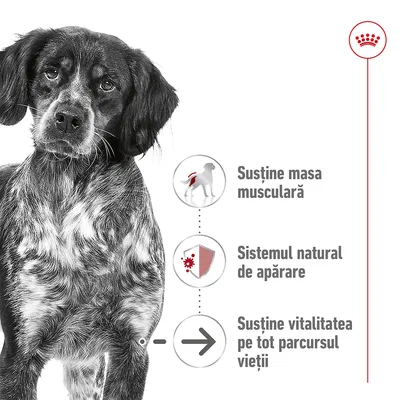Câine lângă trei pictograme cu text: Susține masa musculară, Sistemul natural de apărare, Susține vitalitatea pe tot parcursul vieții. Simbol coroană roșie în colț.
