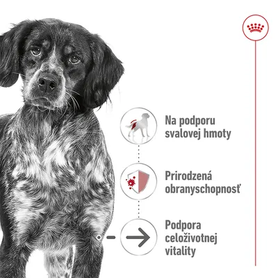 Na podporu svalovej hmoty, prirodzená obranyschopnosť, podpora celoživotnej vitality. Text s ikonami vedľa psa, vpravo hore znak Royal Canin.