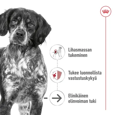 Koiran kuva ja kolme tekstiä: Lihasmassan tukeminen, Tukee luonnollista vastustuskykyä, Elinikäinen elinvoiman tuki. Ylhäällä Royal Canin -brändimerkki.