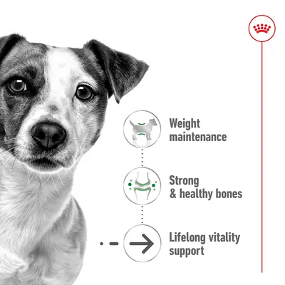 Графика с изображением собаки и английским текстом: Weight maintenance, Strong & healthy bones, Lifelong vitality support.