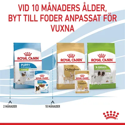 Vid 10 månaders ålder, byt till foder anpassat för vuxna. Royal Canin Puppy X-Small 2–10 månader, Adult Chihuahua och X-Small Adult visas med förpackningar. Tidslinje: 2 till 10 månader.