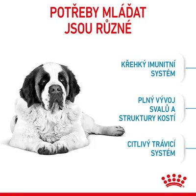 Text: Potřeby mláďat jsou různé. Křehký imunitní systém, plný vývoj svalů a struktury kostí, citlivý trávicí systém. Obrázek ležícího psa.