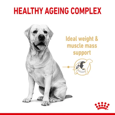 Healthy Ageing Complex. Ideal weight and muscle mass support highlighted with a diagram of a dog and supporting icon.