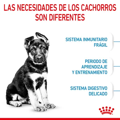 Las necesidades de los cachorros son diferentes: sistema inmunitario frágil, periodo de aprendizaje y entrenamiento, sistema digestivo delicado. Marca Royal Canin visible.