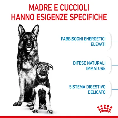 Madre e cuccioli hanno esigenze specifiche: fabbisogni energetici elevati, difese naturali immature, sistema digestivo delicato. Marchio Royal Canin visibile in basso a destra.