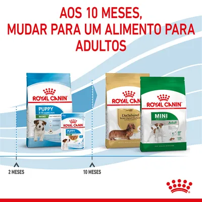 Aos 10 meses, mudar para um alimento para adultos. Embalagens Royal Canin Puppy Mini 2–10 meses e Adult Dachshund, Mini Adult. Indicação de transição alimentar aos 10 meses.