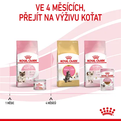 Doporučení: ve 4 měsících přejít na výživu koťat. Produkty Royal Canin Mother & Babycat 1–4 měsíce, od 4 měsíců Royal Canin Maine Coon Kitten a Kitten.