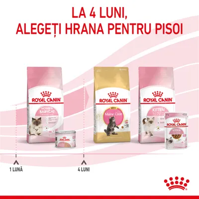 La 4 luni, alegeți hrana pentru pisoi. Pachete Royal Canin Mother & Babycat 1–4 luni, Maine Coon Kitten și Kitten de la 4 luni. Indicații: 1 lună, 4 luni.