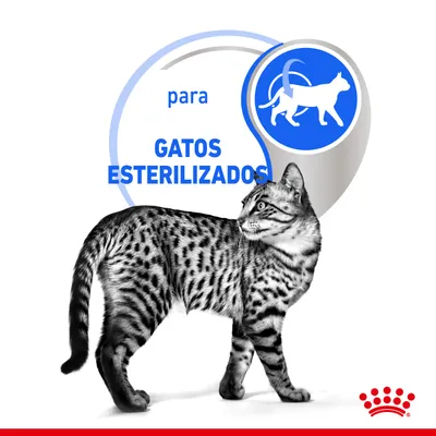Imagen de un gato atigrado con el texto visible: 'para GATOS ESTERILIZADOS' y un icono azul de gato. Logotipo de Royal Canin en la esquina inferior derecha.