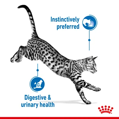 Text: Instinctively preferred, Digestive & urinary health. Bild på hoppande katt med två blå ikoner och Royal Canin-symbol längst ner till höger.
