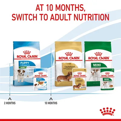 Feeding guide showing to switch from puppy food at 2-10 months to adult nutrition at 10 months, with images of Royal Canin puppy and adult food products.