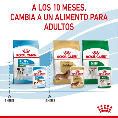 A los 10 meses, cambia a un alimento para adultos. Royal Canin Puppy 2–10 meses y Adult Dachshund/Mini. Guía visual con productos y edades: 2 meses, 10 meses.