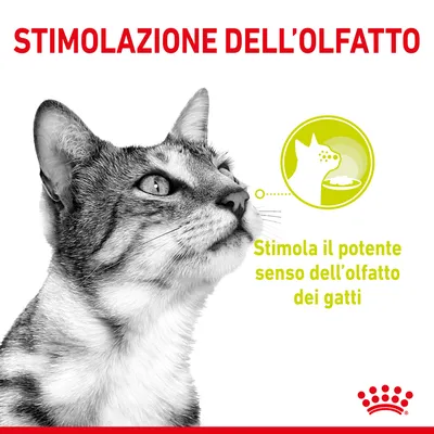 Testo: STIMOLAZIONE DELL’OLFATTO. Stimola il potente senso dell’olfatto dei gatti. Immagine di un gatto e icona che rappresenta l’olfatto felino.