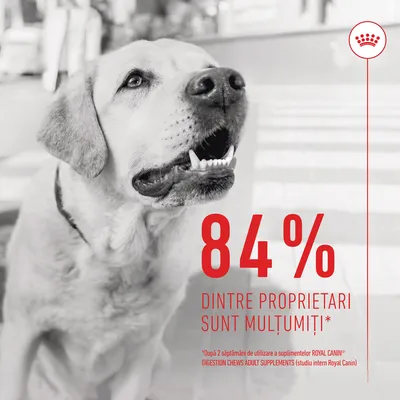 84% dintre proprietari sunt mulțumiți. *După 2 săptămâni de utilizare a suplimentelor ROYAL CANIN DIGESTION CHEWS ADULT SUPPLEMENTS (studiu intern Royal Canin)