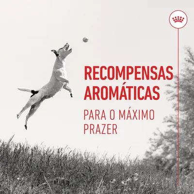 Texto visível: RECOMPENSAS AROMÁTICAS PARA O MÁXIMO PRAZER
